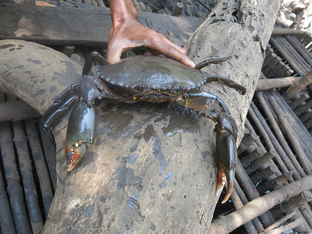 Mewujudkan Kepiting Bakau Lestari Di Taman Nasional Bunaken